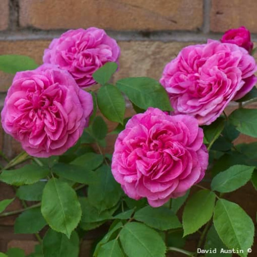 GERTRUDE JEKYLL ® Ausbord