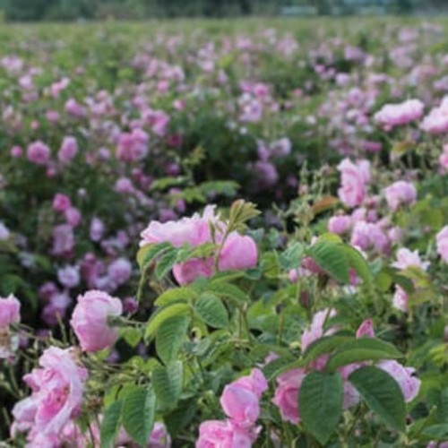 ROSA CENTIFOLIA DE GRASSE