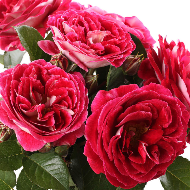 Rosiers Buissons à Fleurs Groupées Archives Pépinières Chastel